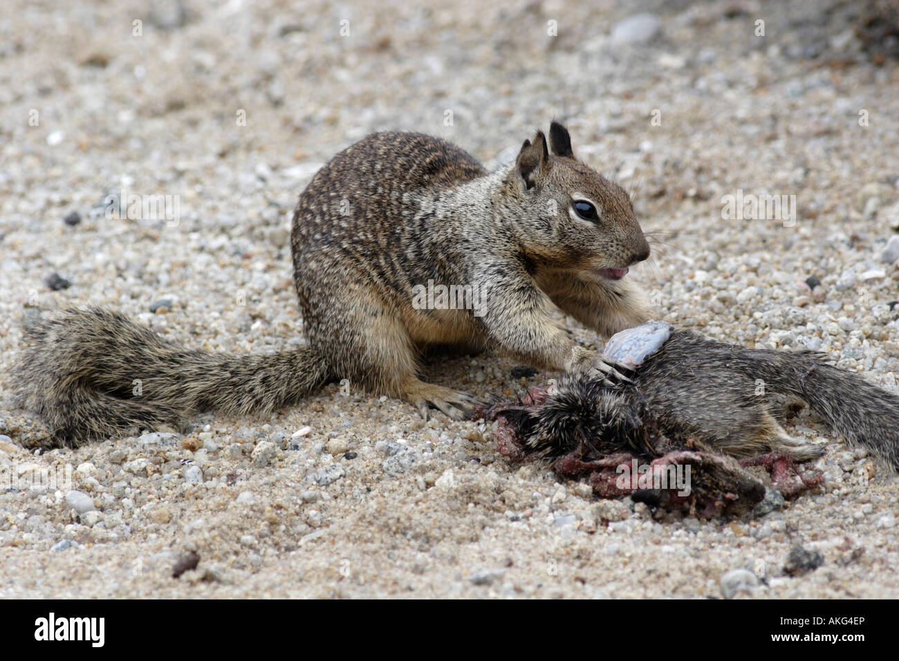 Eichhörnchen Essen ein totes Eichhörnchen. Das sind östliche große Eichhörnchen. Sie kannibalisieren oft ihre eigenen. Stockfoto