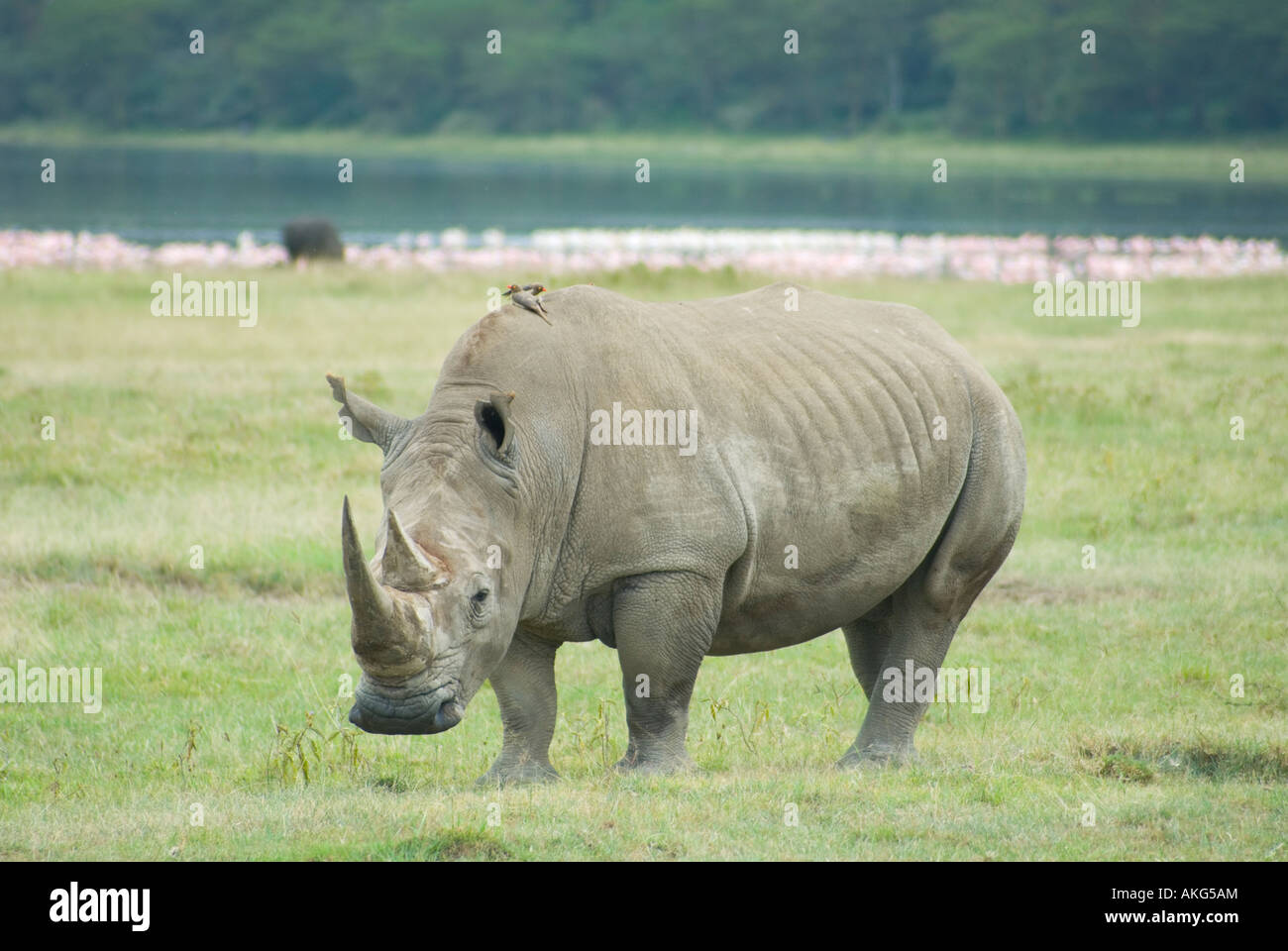 Weißes Nashorn am Lake Nakuru, Kenia Stockfoto