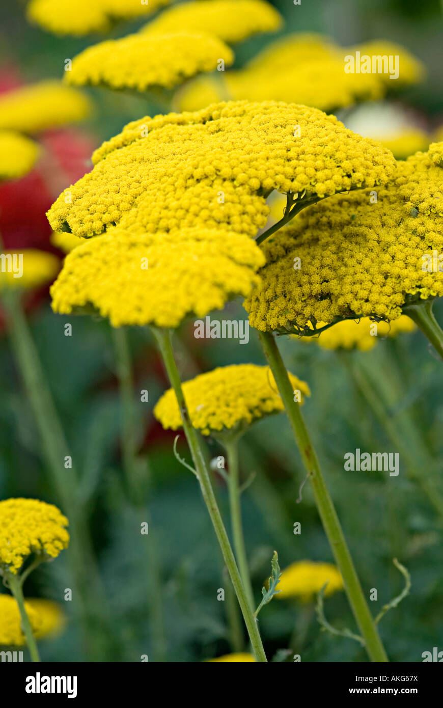 Achillia mit gelben Blütenstand Achilleas sind fröhlich Grenze Wildblumen und Steingarten Pflanzen mit abgeflachten Kopf in einen Bereich o Stockfoto