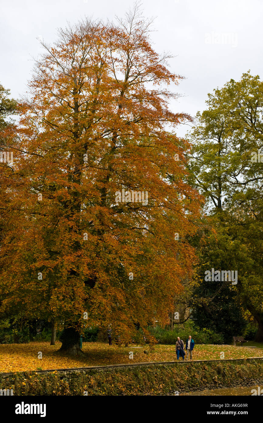 Herbstliche Bäume auf Vire Insel in Totnes Devon UK Stockfoto