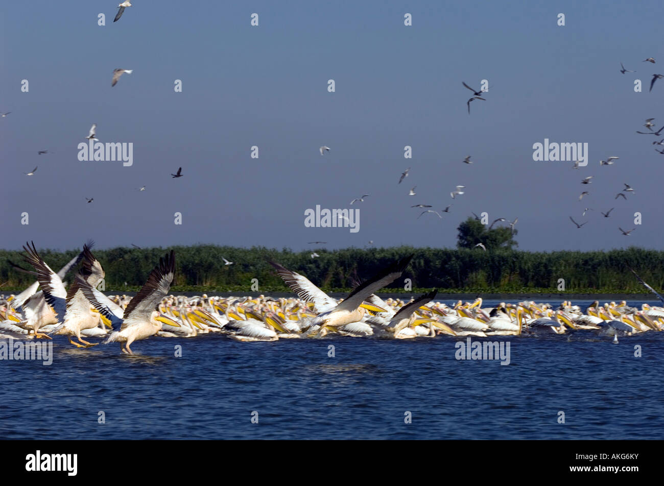 Pelikane am See Uzlina, Donau-Delta, Rumänien Stockfoto