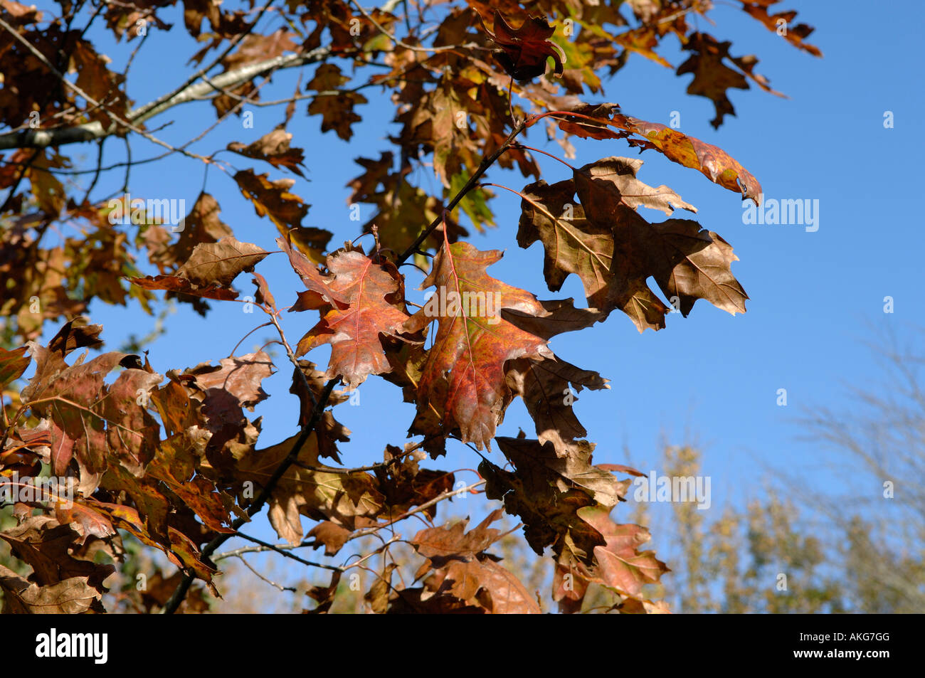 Nördliche Pin Eiche Quercus Ellipsoidalis roten Herbstlaub auf Zierbaum Stockfoto