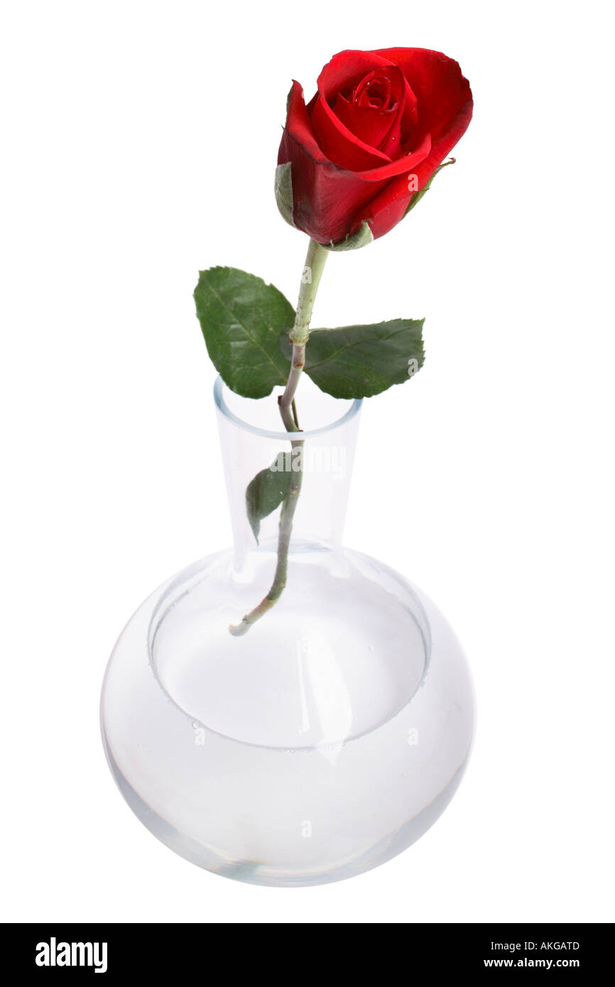 Einzelne rote Rose in der Vase Stockfoto