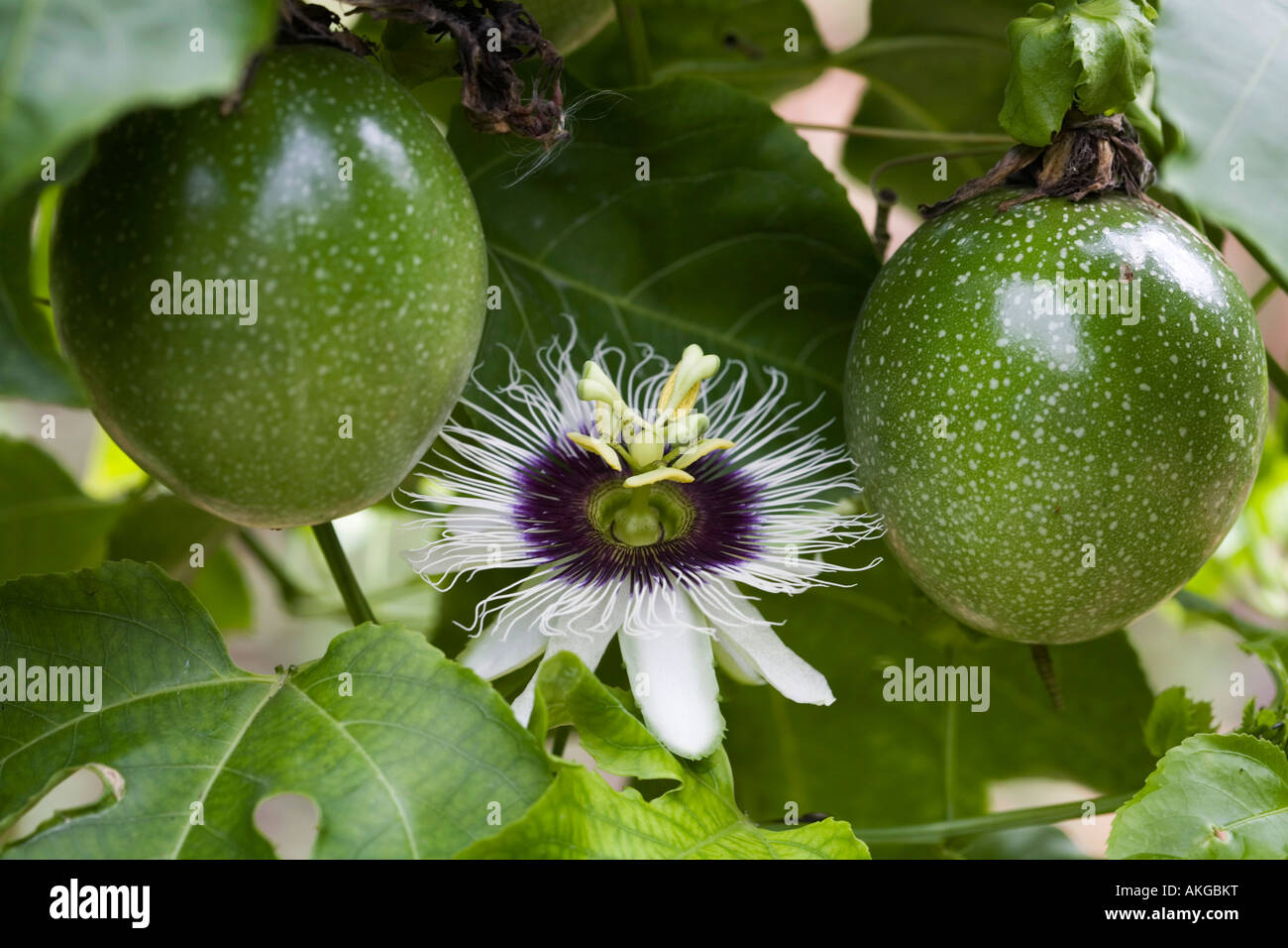 Passiflora Edulis Flavicarpa. Passionsblume und Obst am Rebstock in Indien Stockfoto