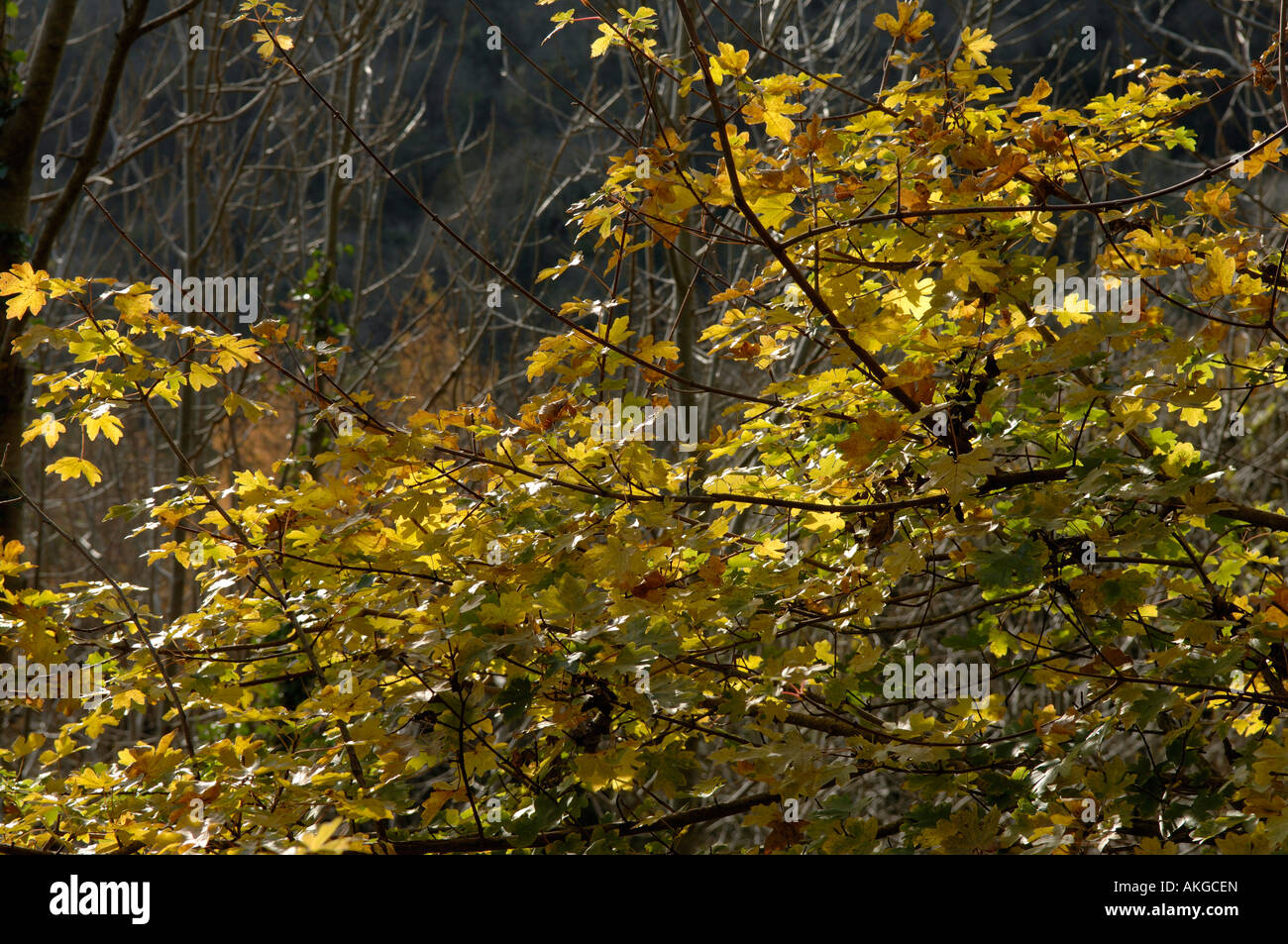 Sonnenlicht durch den Herbst gefärbte Blätter von Feld Ahorn Acer campestre Stockfoto