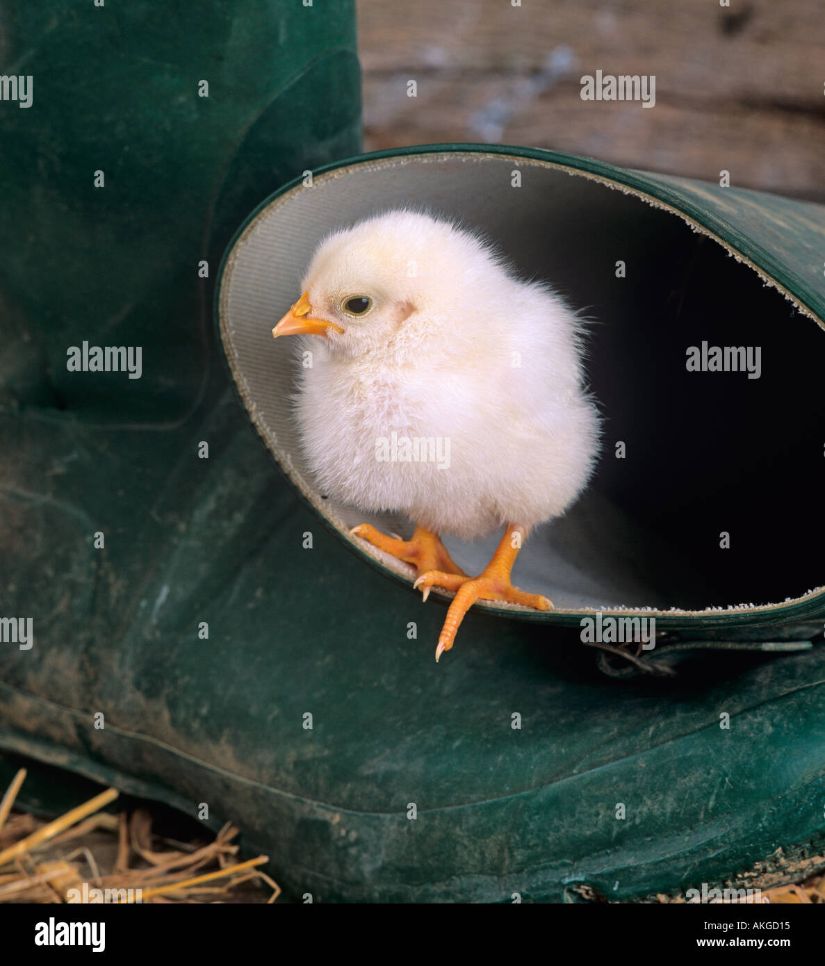 Tage alten Küken im grünen Wellington boots zur Osterzeit Stockfoto
