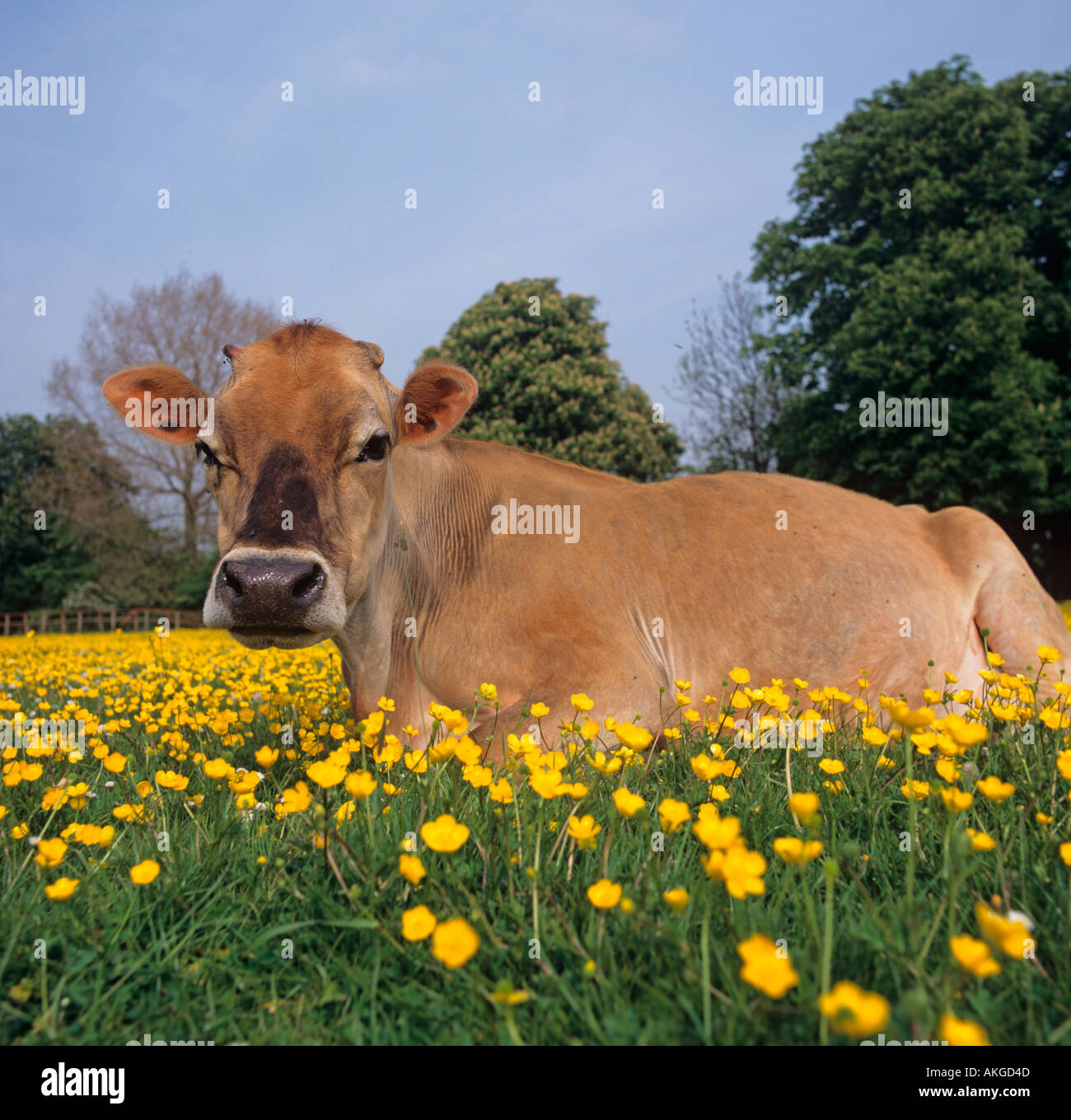 Jersey-Kuh in Buttercup Wiese Chilterns UK Stockfoto