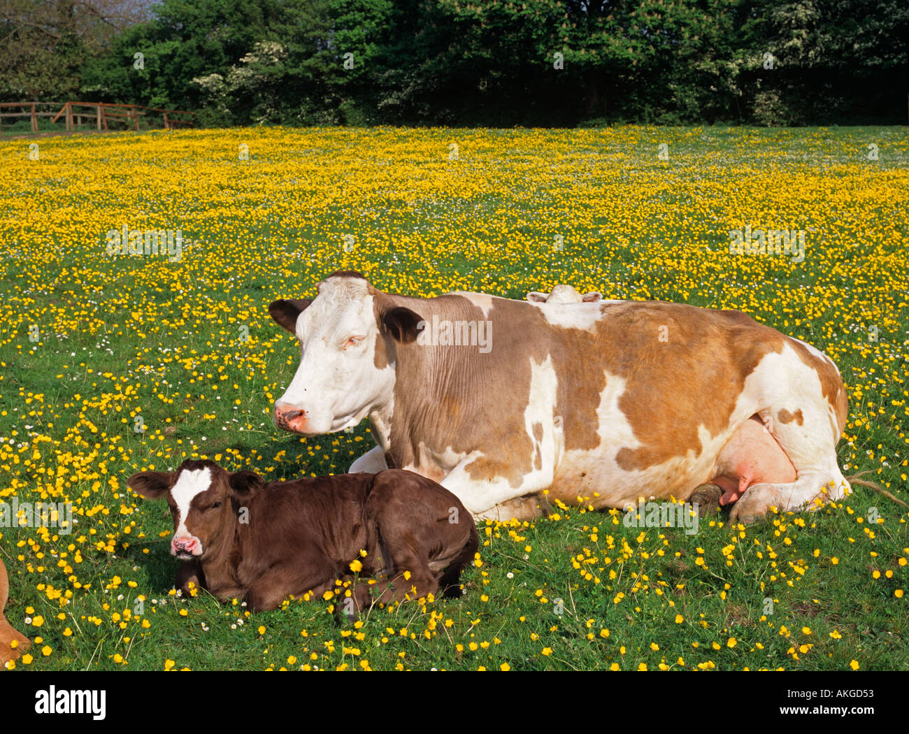 Kuh Kalb Buttercup Wiese Chilterns UK Stockfoto