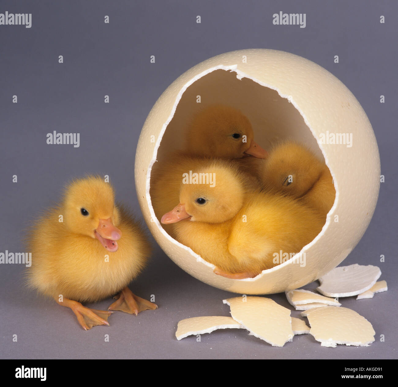 Frisch geschlüpften Küken in Straußenei Stockfoto