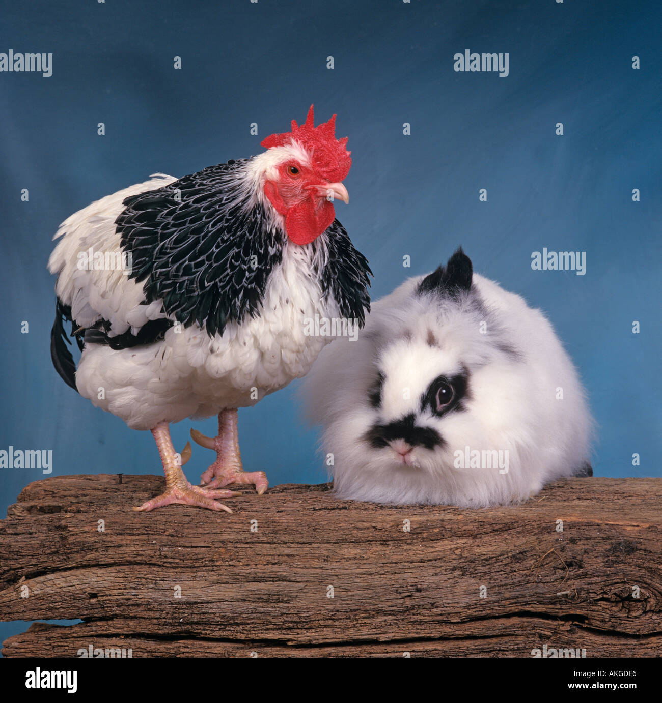 Leichtes Sussex Chicken and Pet Rabbit auf Chiltern Smallholding Spring UK Stockfoto
