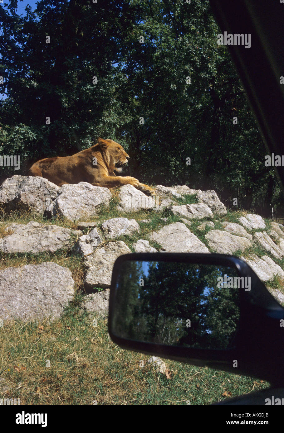 ein Löwe, gesehen durch das Fenster eines Autos in der Safari-Park in Varallo Pombia, Piemont, Italien Stockfoto ein Löwe, gesehen durch das Fenster eines Autos in der Safari-Park in Varallo Pombia, Piemont, Italien Stockfoto
