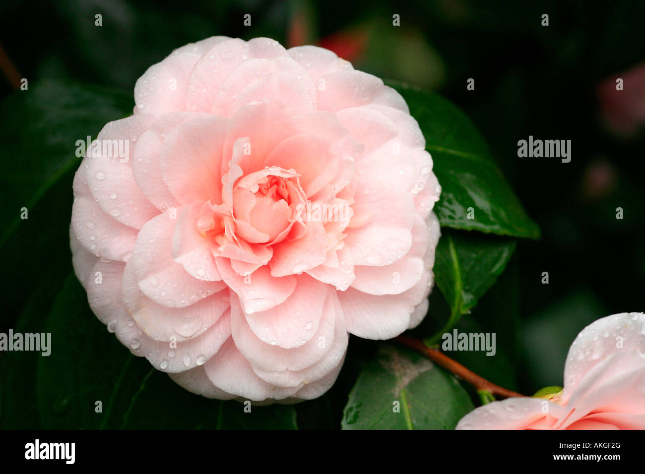Camellia Japonica 'Ave Maria' Stockfotografie Alamy