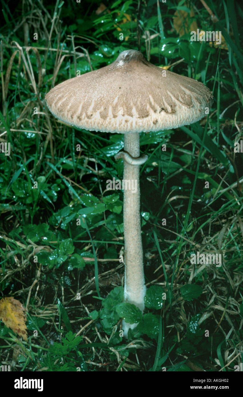 schlanke Parasol (Macrolepiota Mastoidea, Macrolepotia Umbonata, Lepiota Mastoidea), einzelne Fruchtkörper auf einer Wiese, Deutschland, Stockfoto