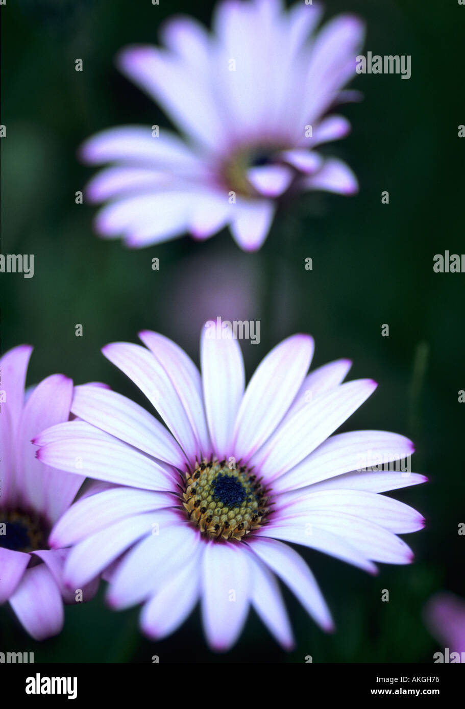 Osteospermum Lady Leitrim Stockfoto