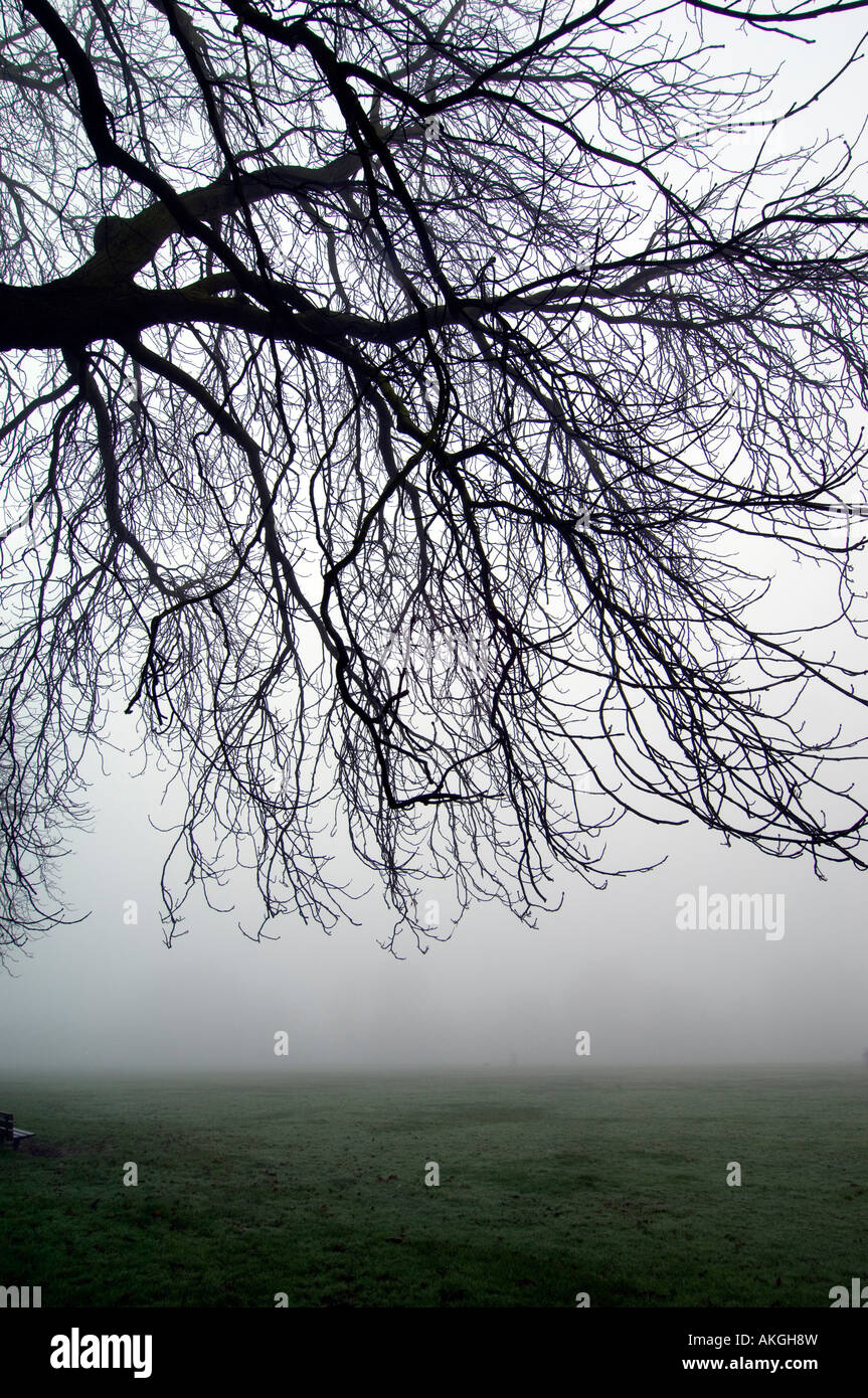 Nebeliger Morgen auf Ealing Common London Vereinigtes Königreich Stockfoto