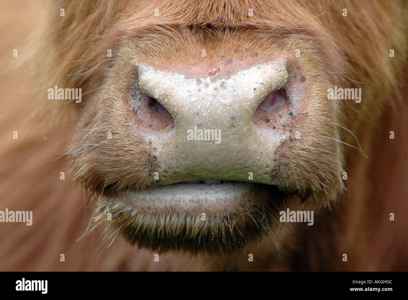Aberdeen Angus Bull Stockfoto