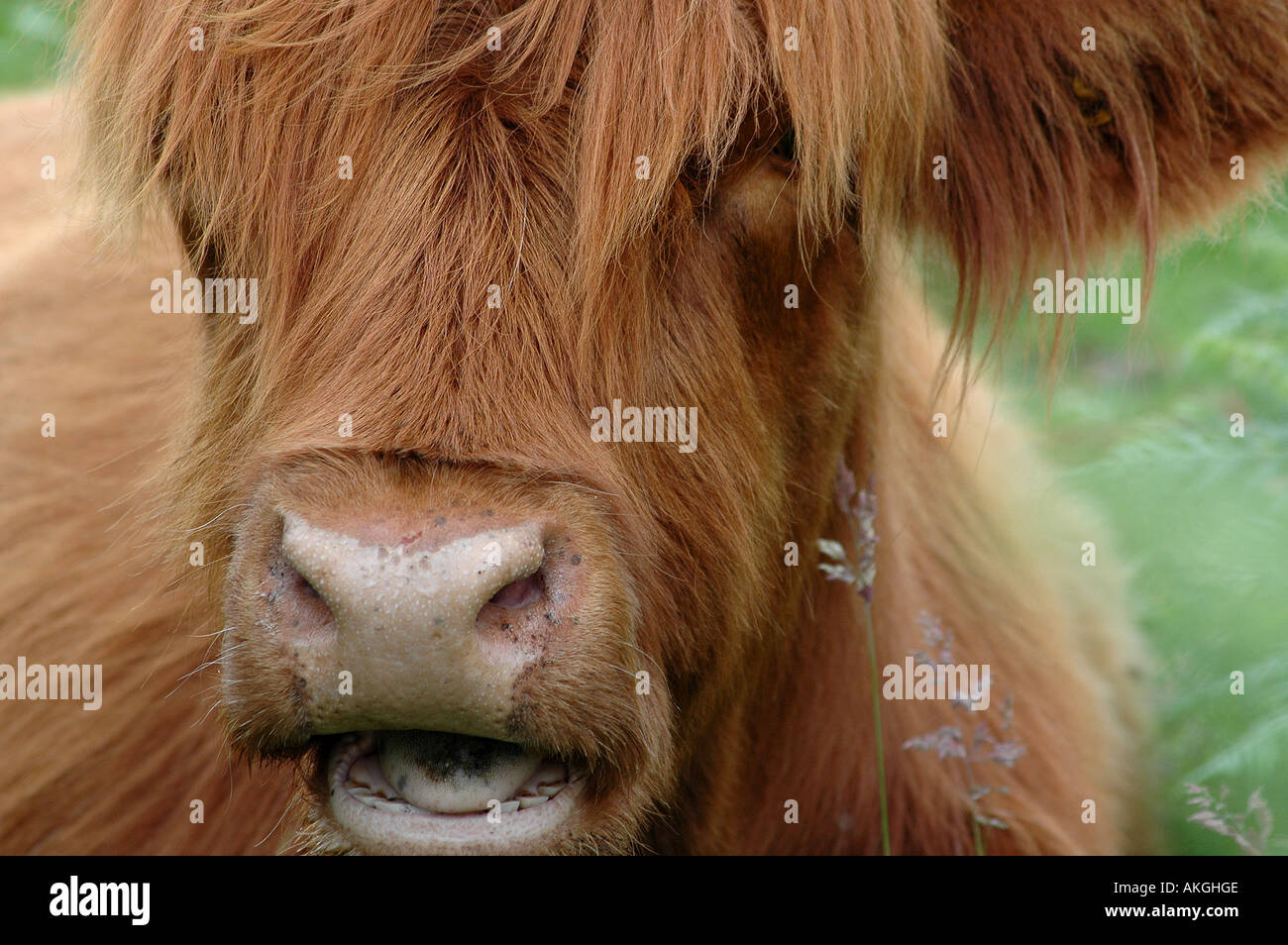 Aberdeen Angus Bull Stockfoto