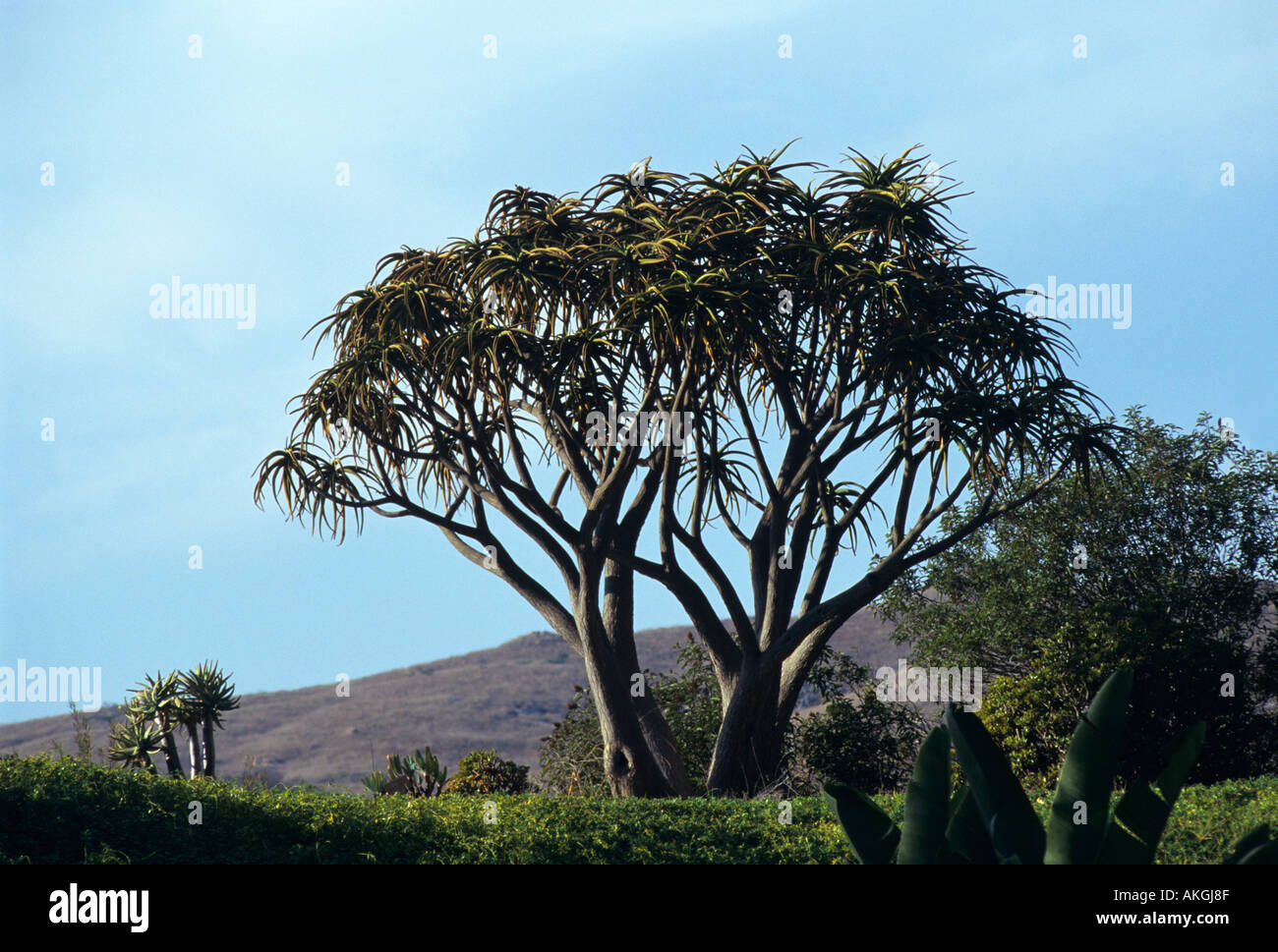 Afrikanischen Baum Stockfoto