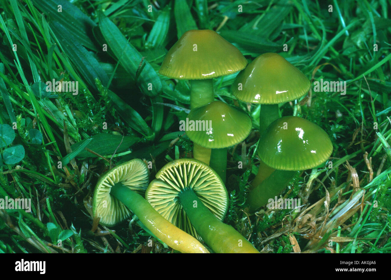 Papagei Waxcap (Hygrocybe Psittacina), Gruppe zwischen Gräsern, Deutschland, Nordrhein-Westfalen Stockfoto