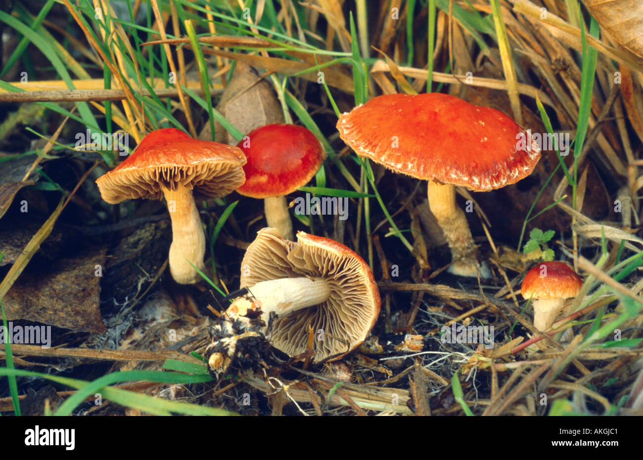 Redlead Rundkopf (Träuschling Aurantiaca), Gruppe zwischen Gras, Deutschland, Nordrhein-Westfalen Stockfoto