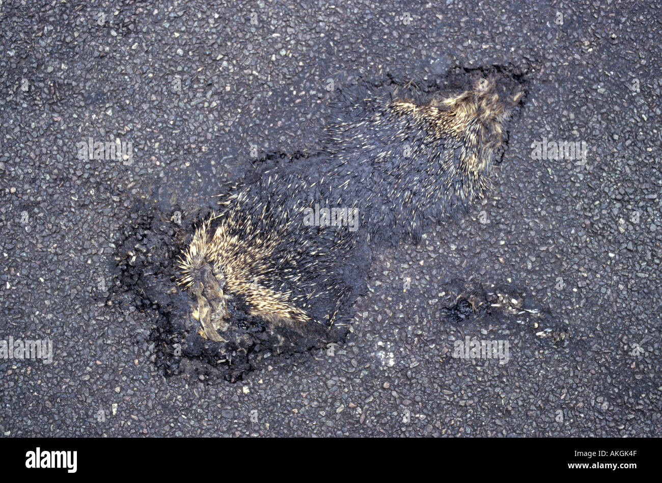 Ein toter Igel, eingebettet in den Asphalt Stockfoto