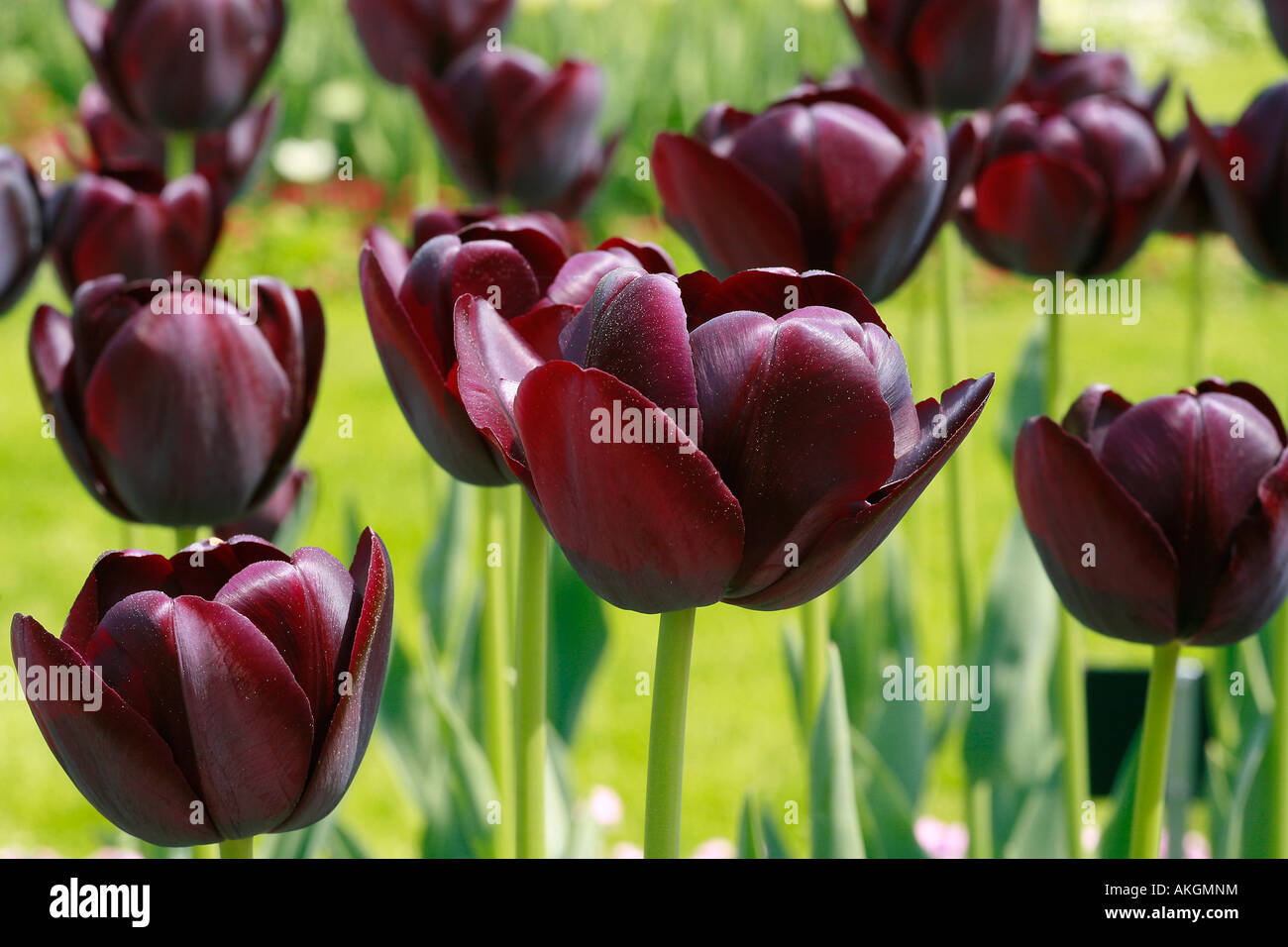 Einzelne späte Tulpen "Black Diamond" Stockfoto