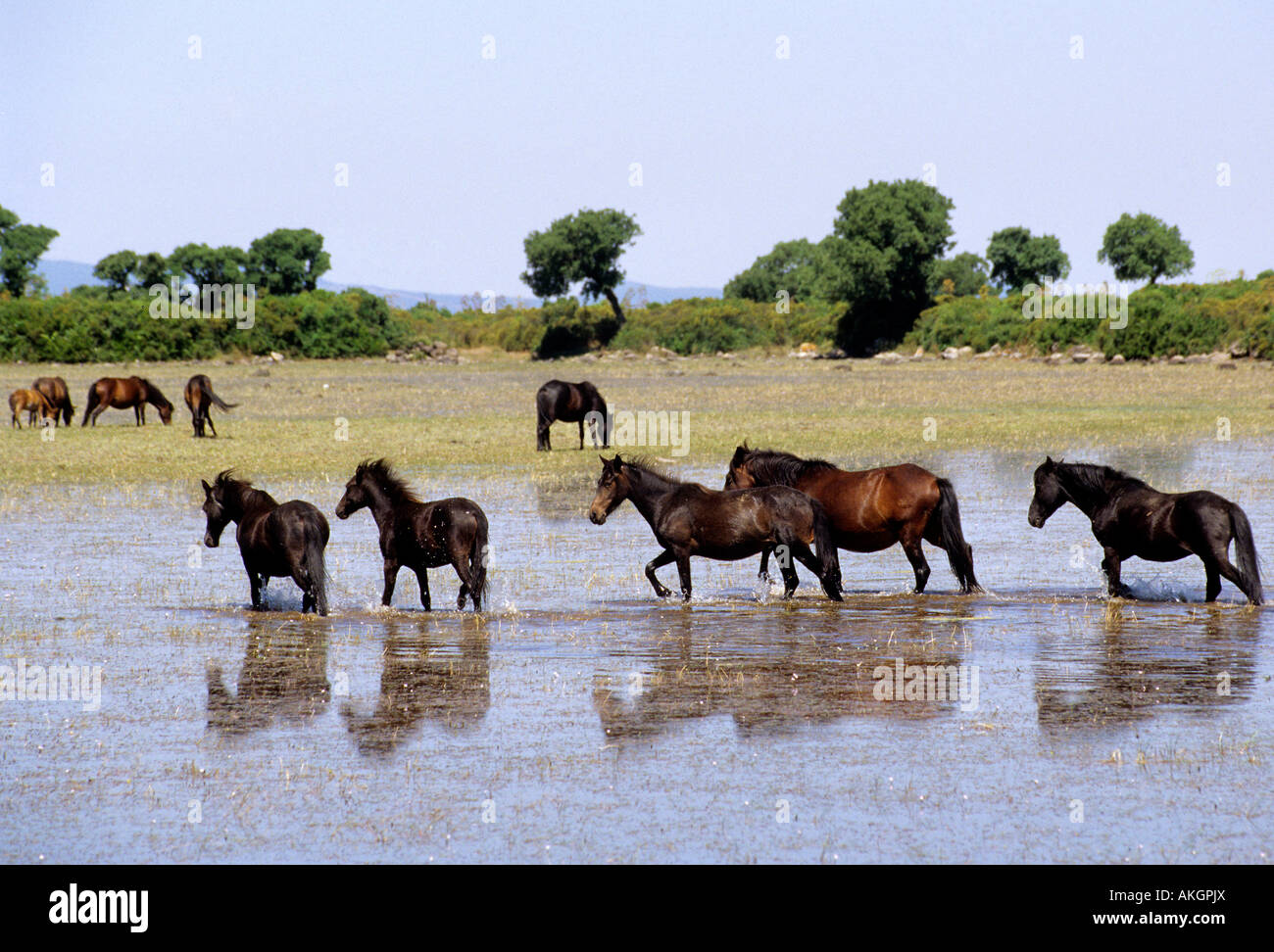 Cavallini della Giara, basaltischen Hochebene Giara di Gesturi, Marmilla, Sardinien, Italien Stockfoto