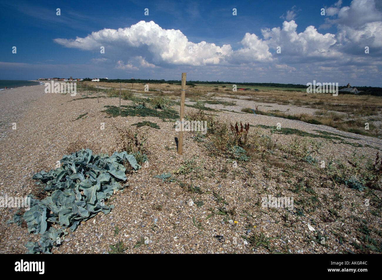 Meerkohl Crambe maritime The Haven Thorpeness Suffolk Wildlife Trust Stockfoto