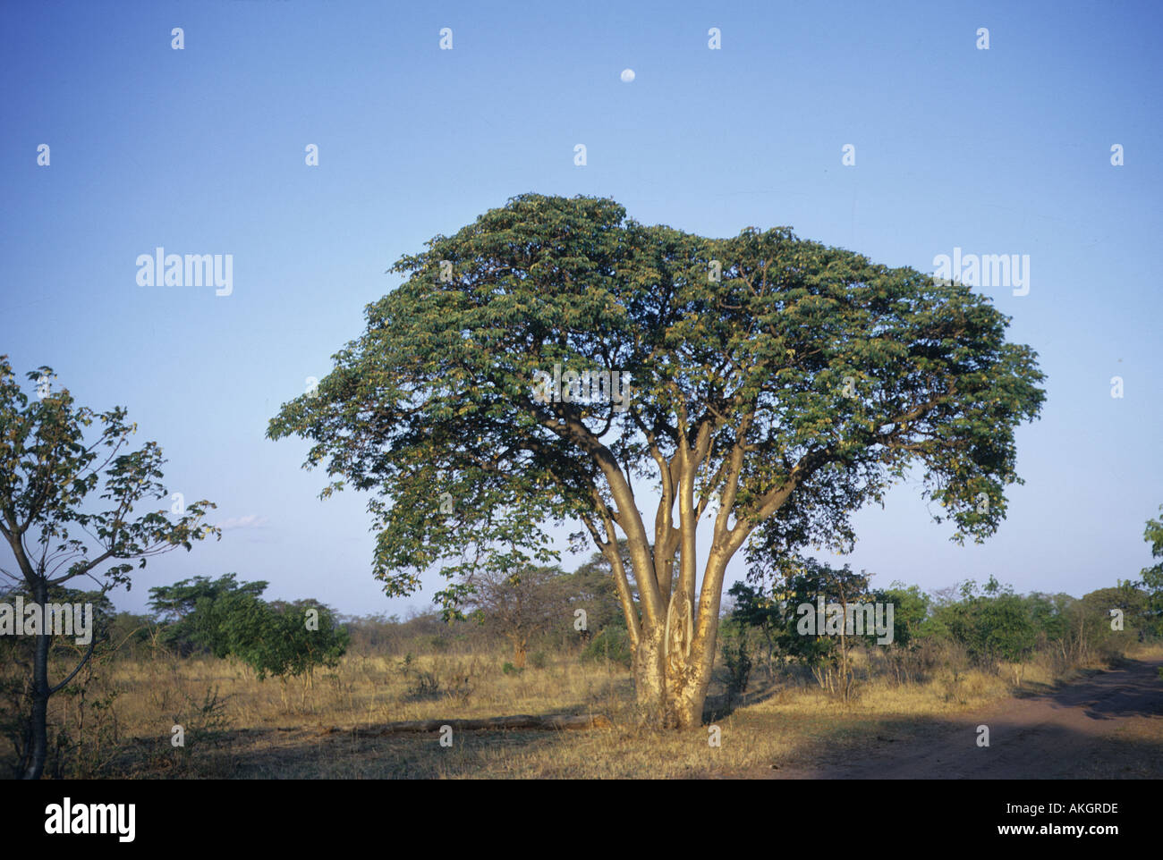 BalsaBaum Musanga Cecropioides im Federgewicht Baum Simbabwe Stockfoto
