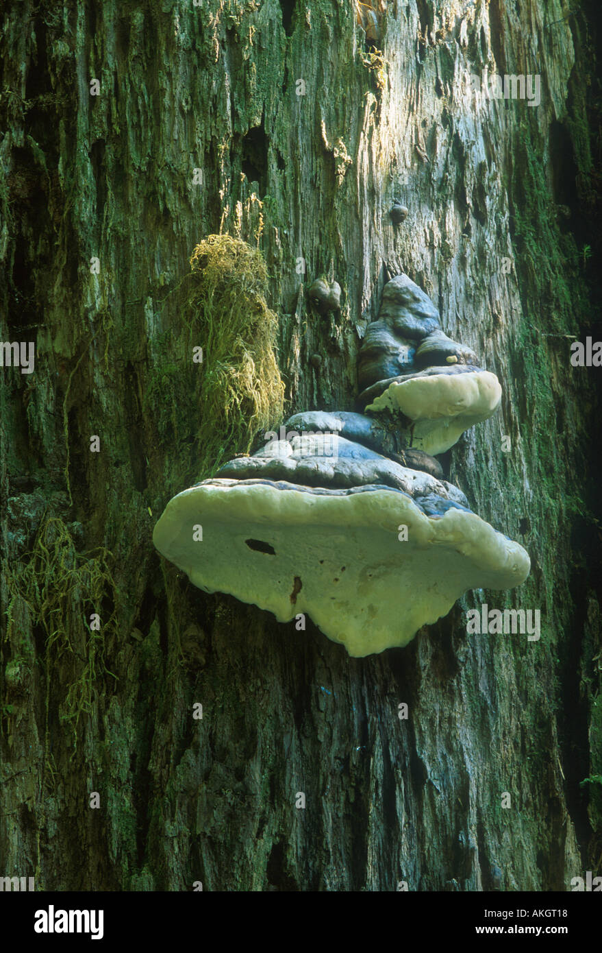 Baum Regenwald Halterung Pilze Hoh Regenwald Washington State USA Stockfoto