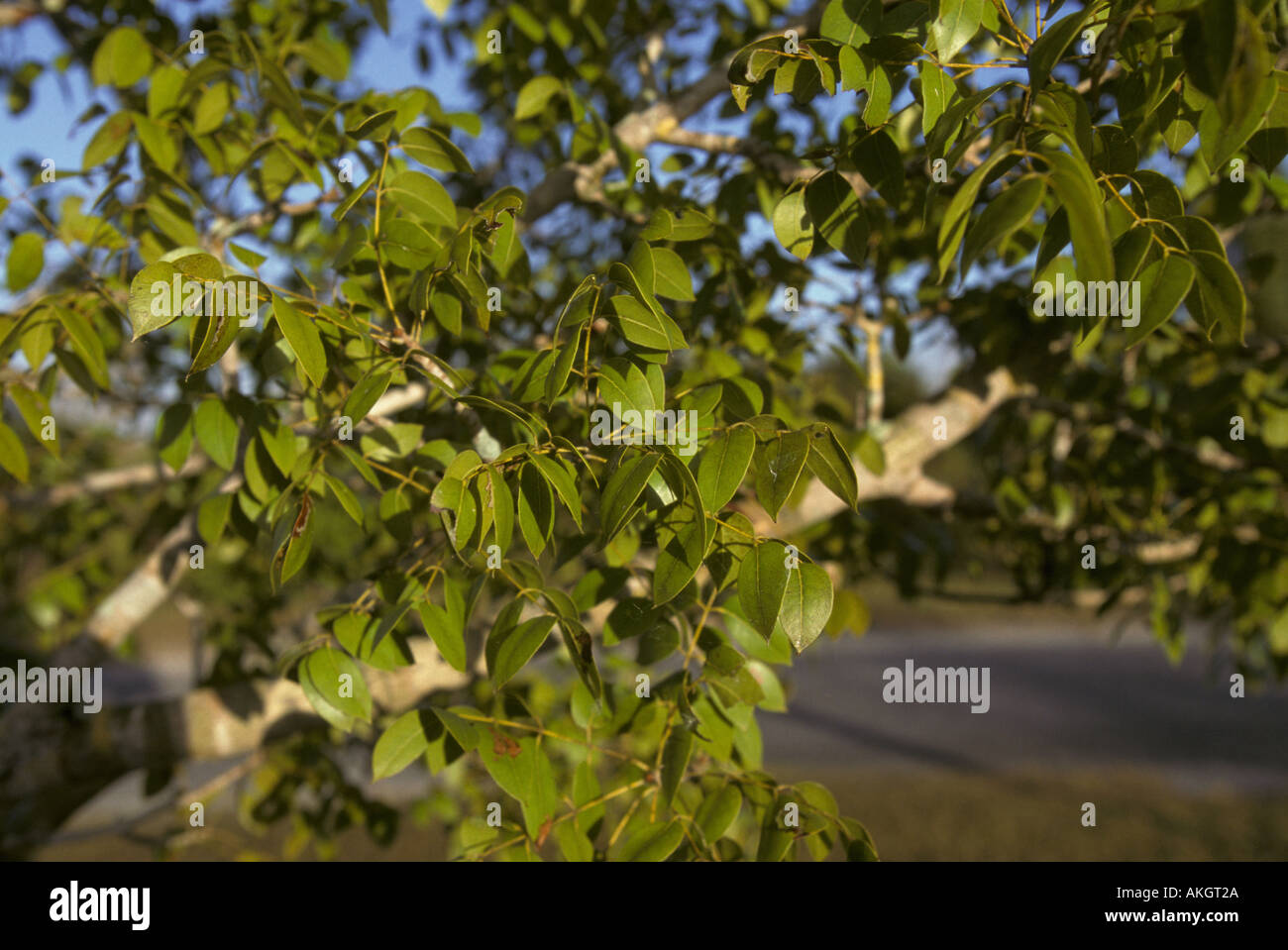 Mahagoni Baum Swietenia Mahagoni Blatt Stockfoto