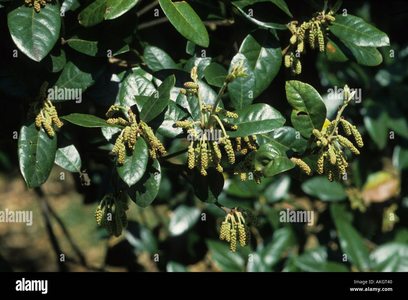 Runde großblättrige Eiche Quercus Rotundifolia Blatt und Blüten Mai Stockfoto