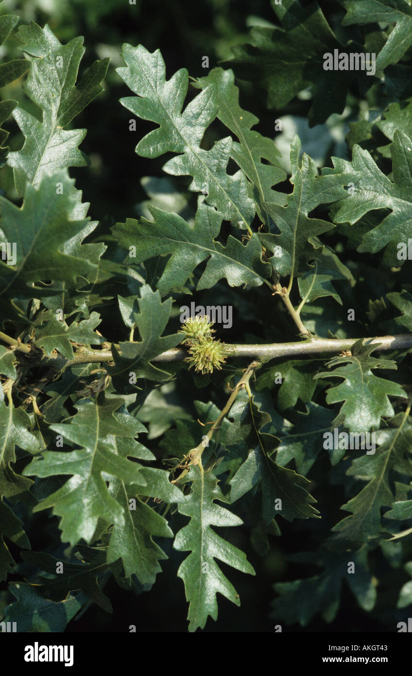 Türkei Eiche Quercus Cerris Blatt und Frucht Stockfoto