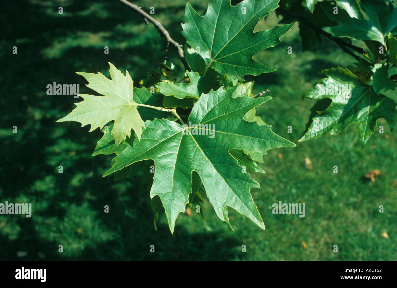 Baum Ebene London Platanus Hispanica Nahaufnahme der Blätter am Zweig Stockfoto