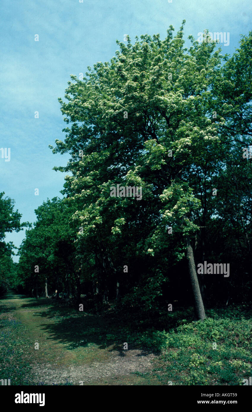 Wilde Service Sorbus Torminalis In Blüte Stockfoto