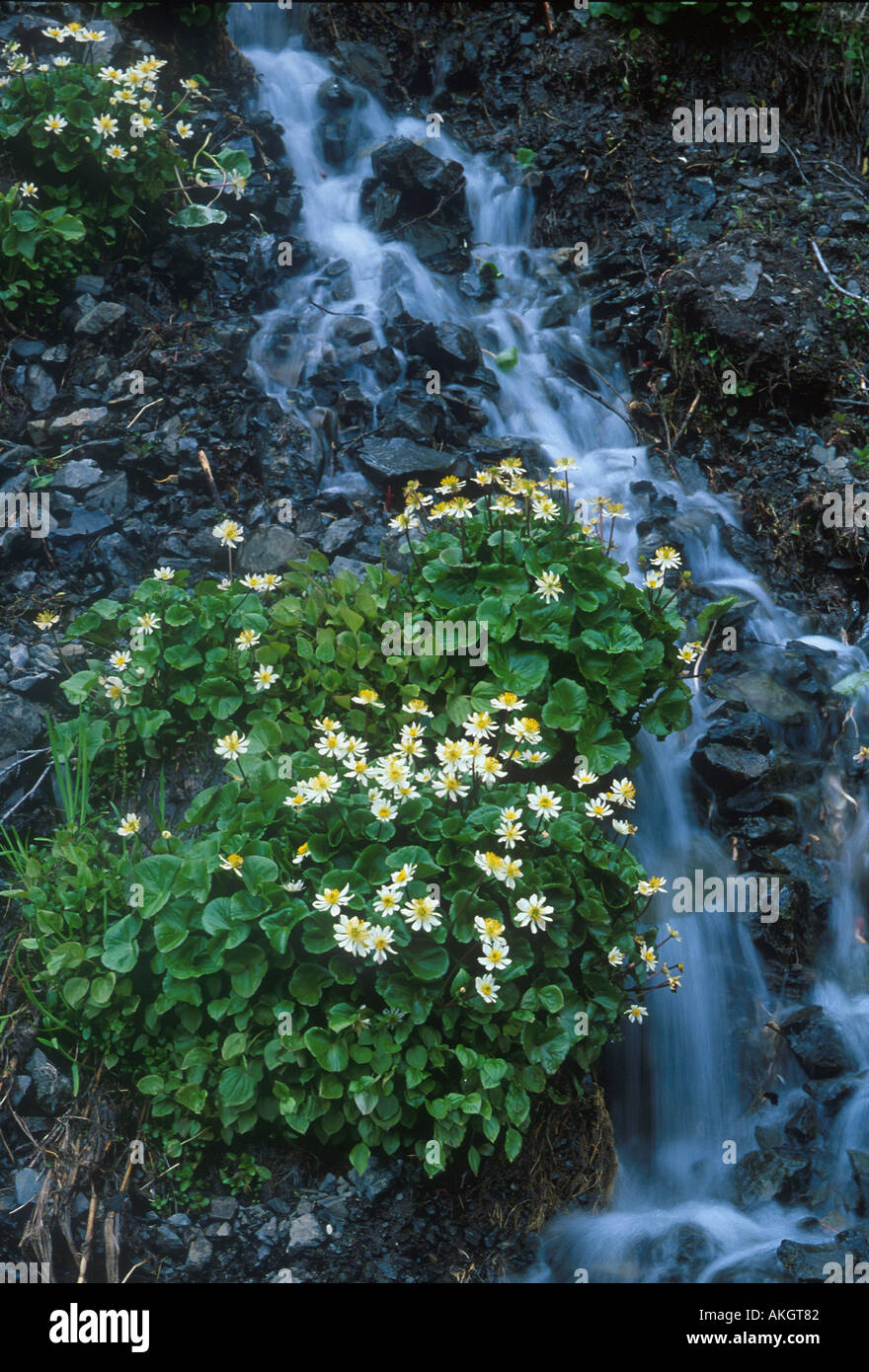 Marsh Marigold Caltha Leptosepala Washington State USA Stockfoto