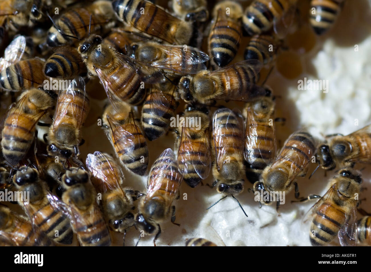 Bienen auf Honigwabe Stockfoto