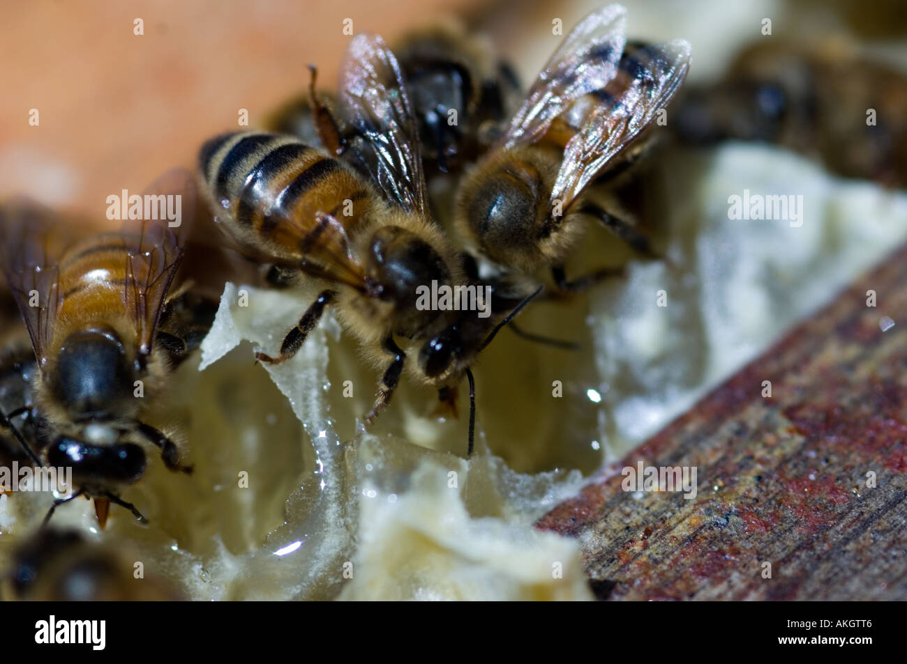 Closeup auf die Bienen auf den Waben Stockfoto