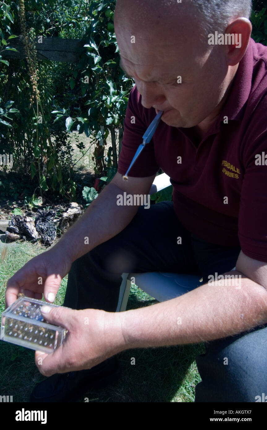 Imker Peter Dalby entfernt leben Bienen mit einer Pinzette aus der Sendung-Box, wo sie auf harter Zucker gefüttert wurden Stockfoto