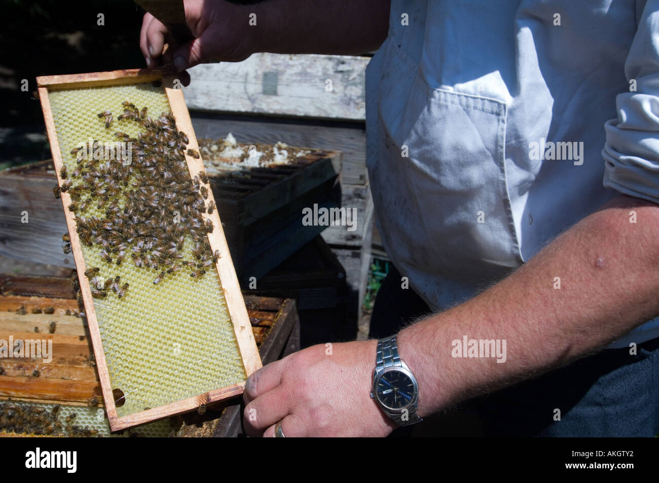 Imker mit Bienenkorb Stockfoto