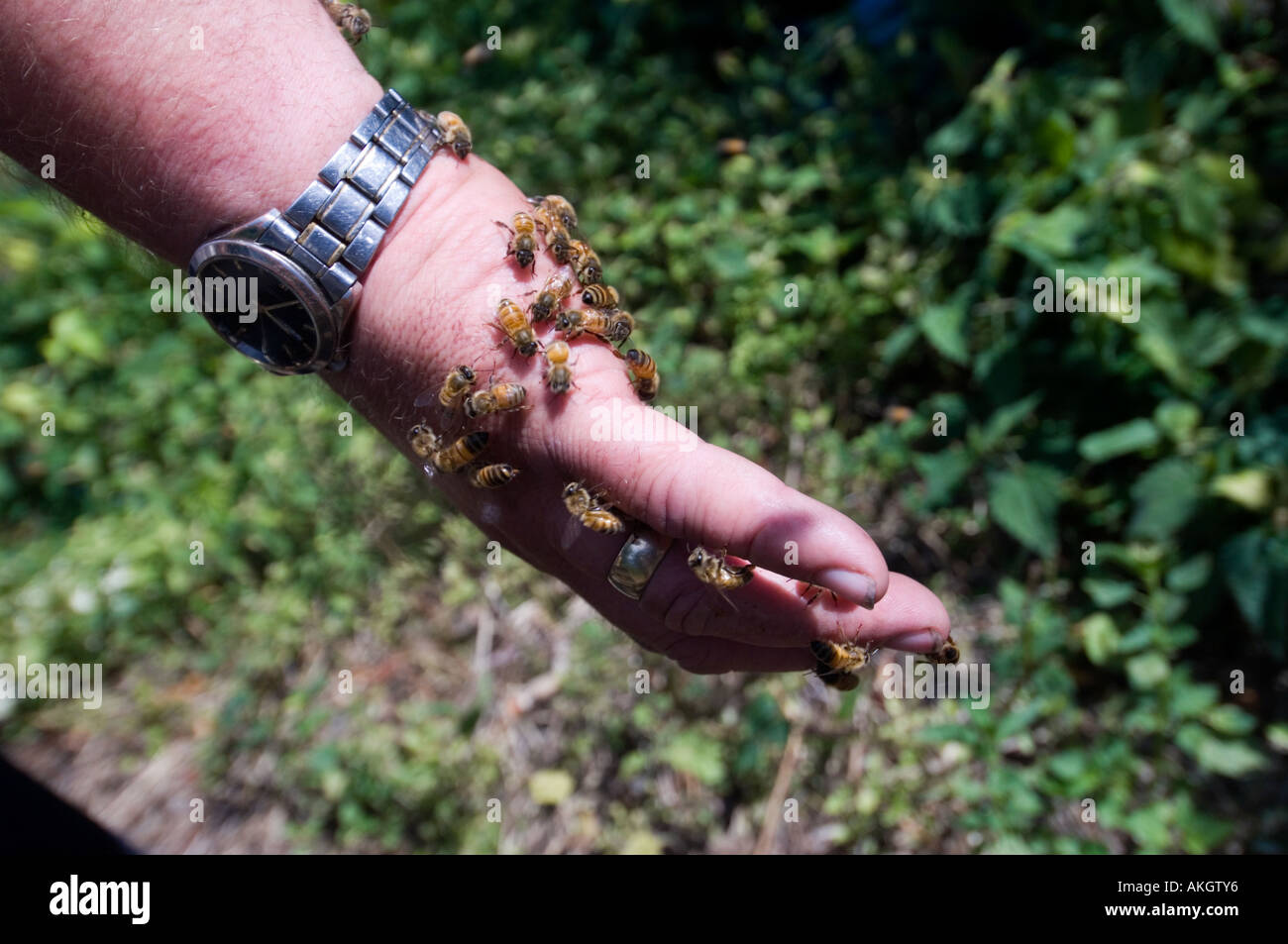 Closeup Bienen auf der Seite Stockfoto