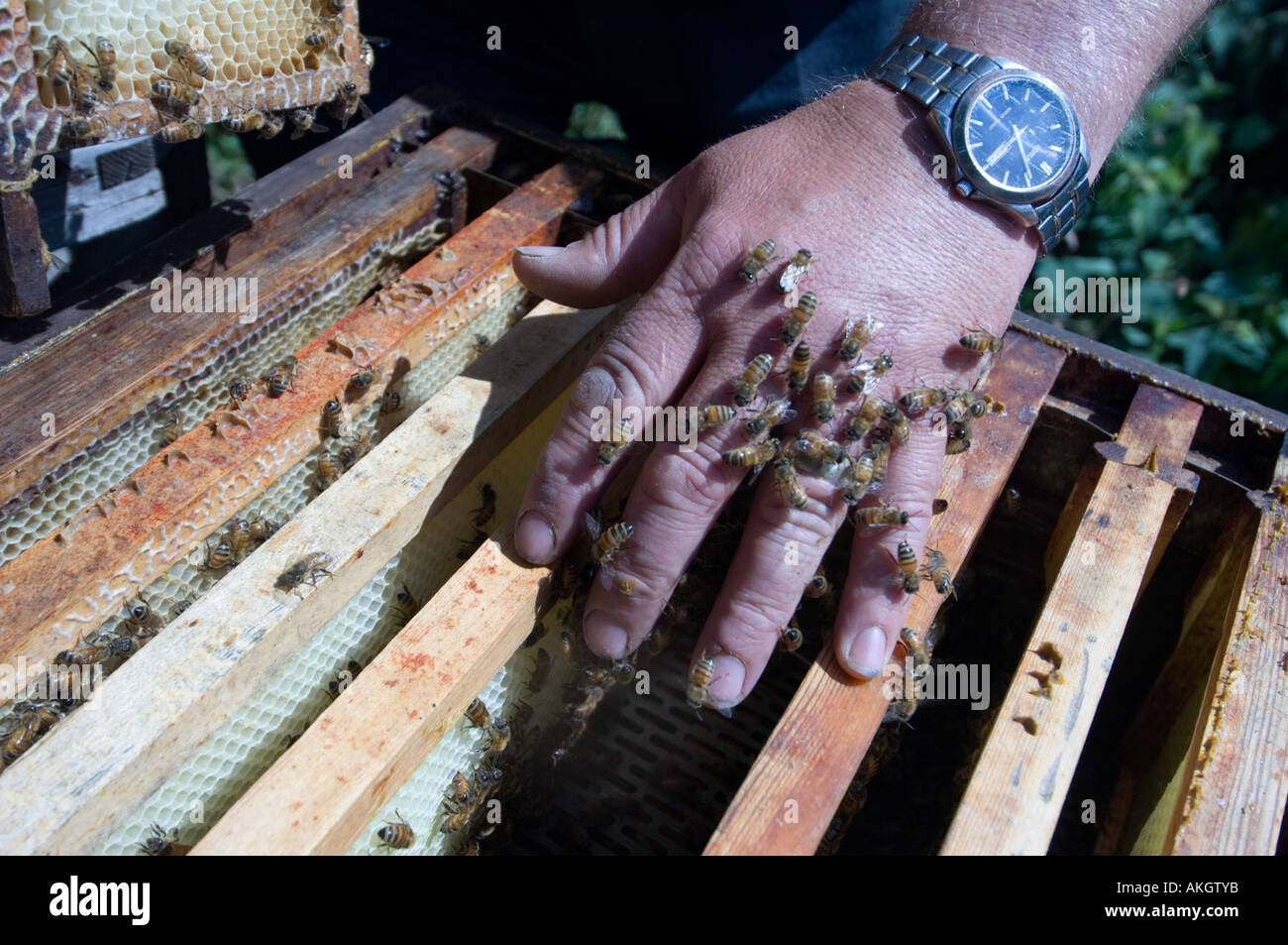 Closeup Imker und Bienen auf den Waben Stockfoto