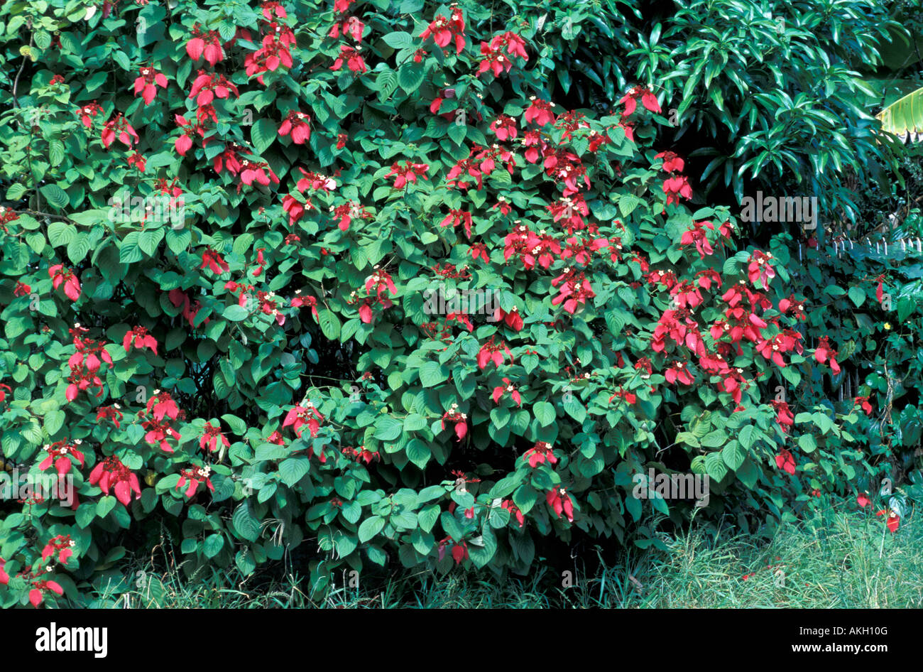 Mussaenda erythrophylla Stockfoto