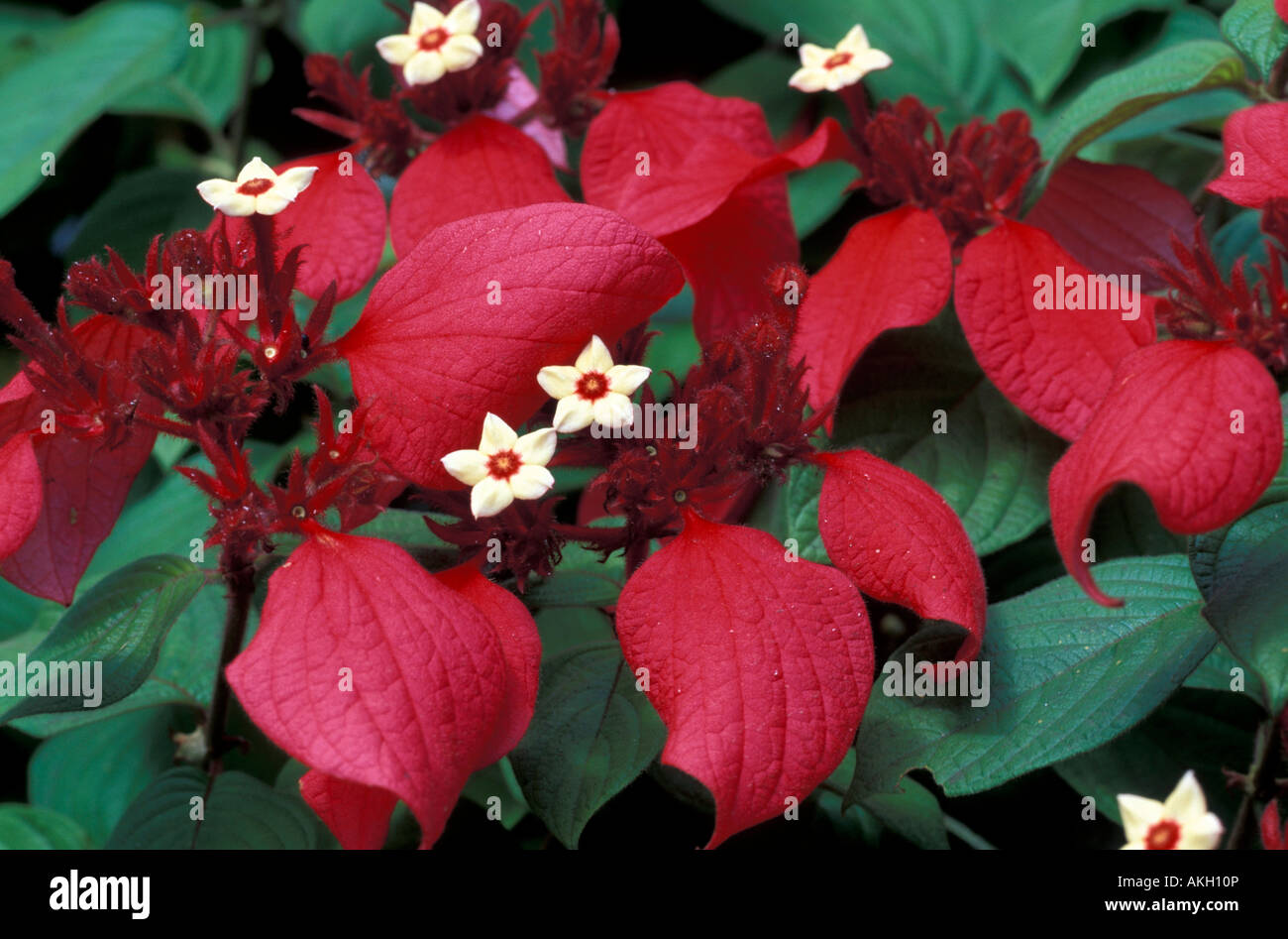 Mussaenda erythrophylla Stockfoto