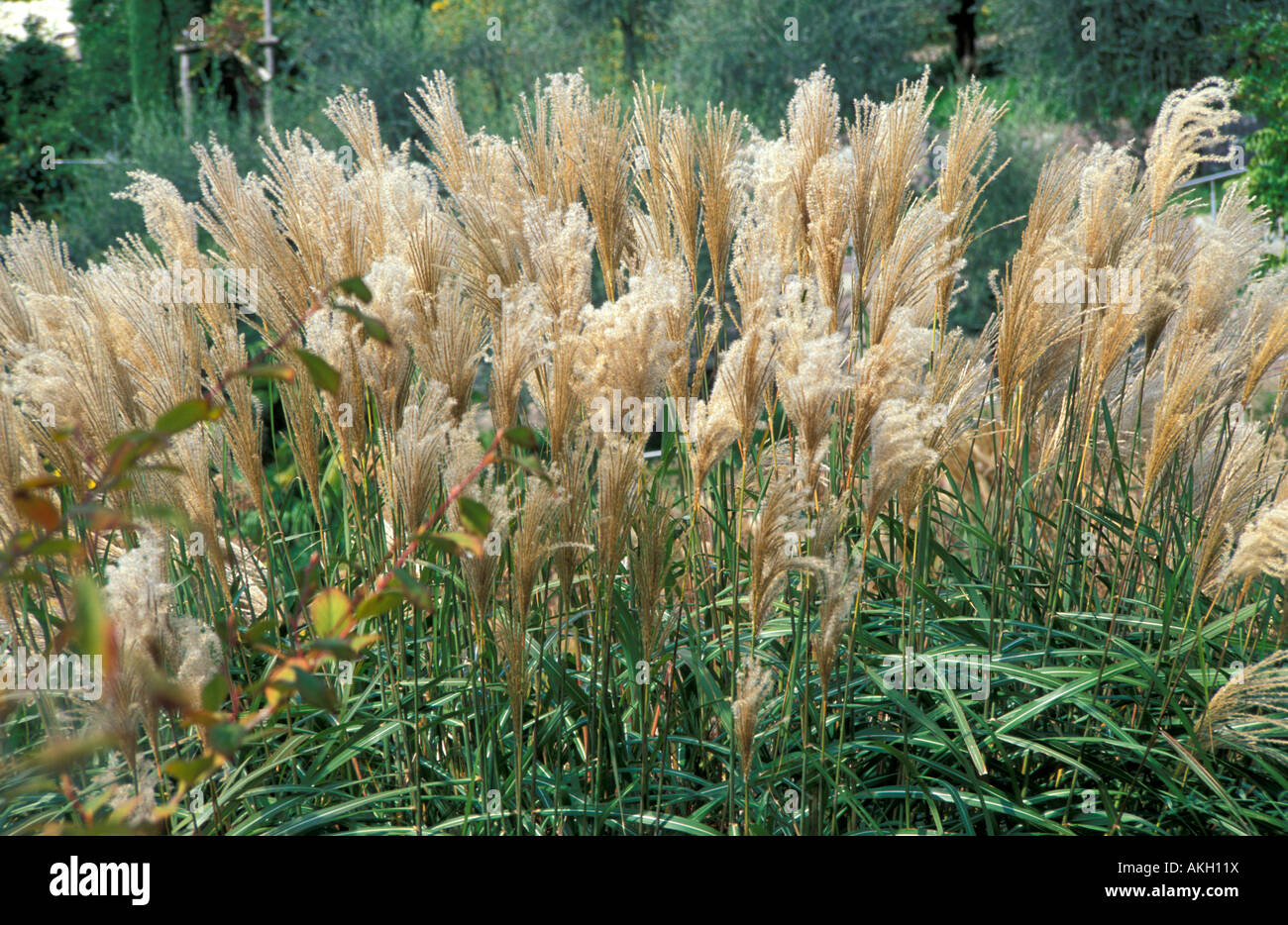 Miscanthus Sinensis 'Malepartus' Stockfotografie Alamy
