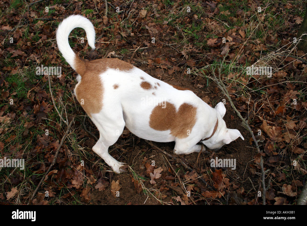 Hund Graben eines Lochs im Wald Hampshire England UK Stockfoto