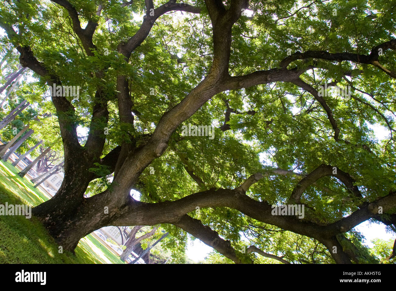 Affe Pod Baum auch als Regen Baum oder Ohai auf Oahu Hawaii - lateinischer Name ist Unternehmen Saman Stockfoto
