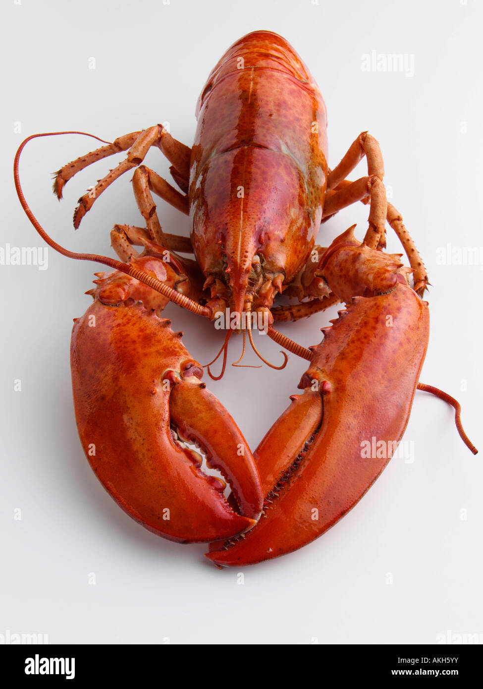Einen ganzen gekochten Hummer Gourmet Meeresfrüchte redaktionelle Essen  Stockfotografie - Alamy