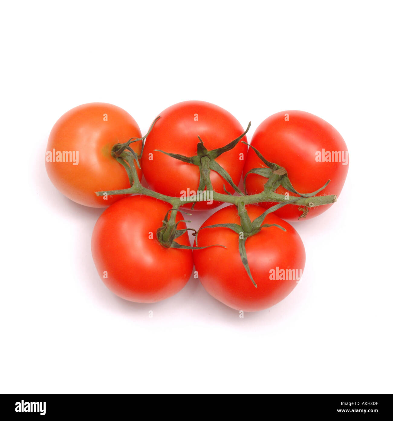 Rote Tomaten an Rebstöcken auf weißem Hintergrund Stockfoto
