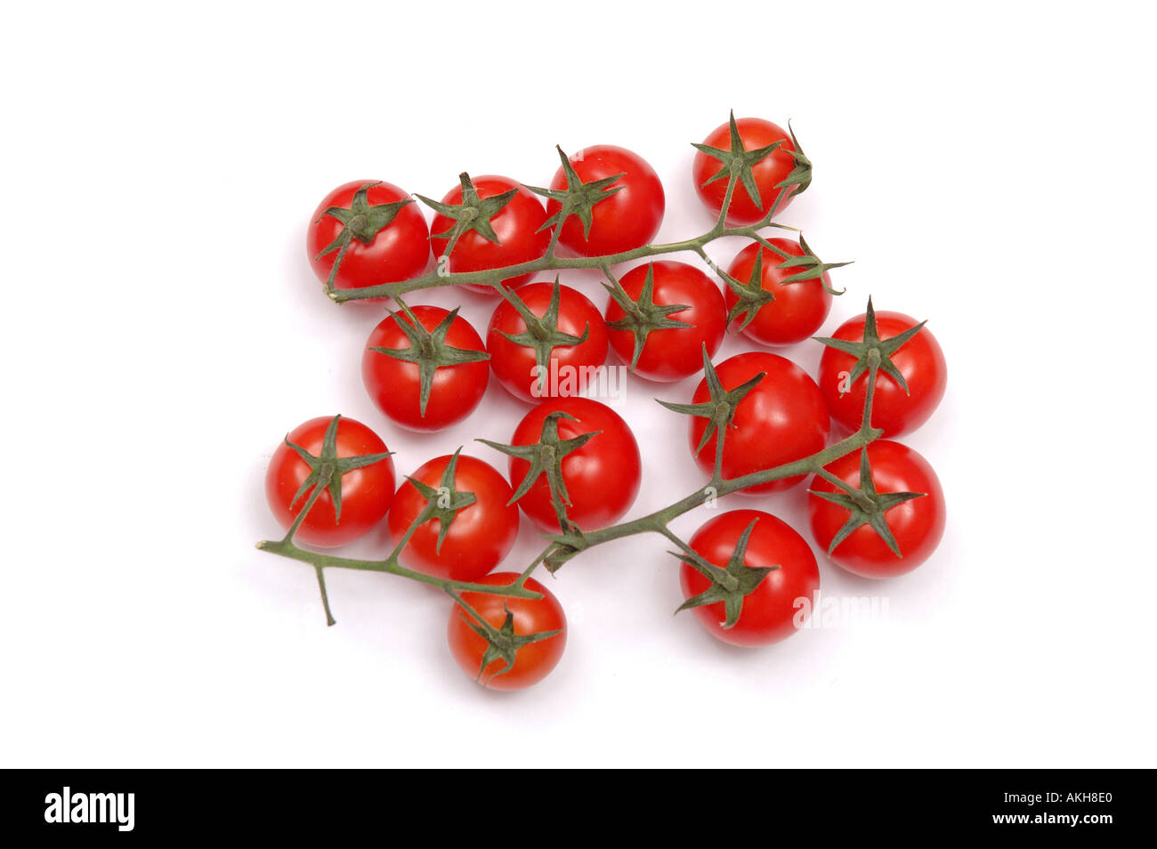 Red Cherry-Tomaten an Rebstöcken auf weißem Hintergrund Stockfoto